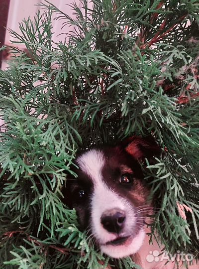 Отдам щенка в добрые руки бесплатно