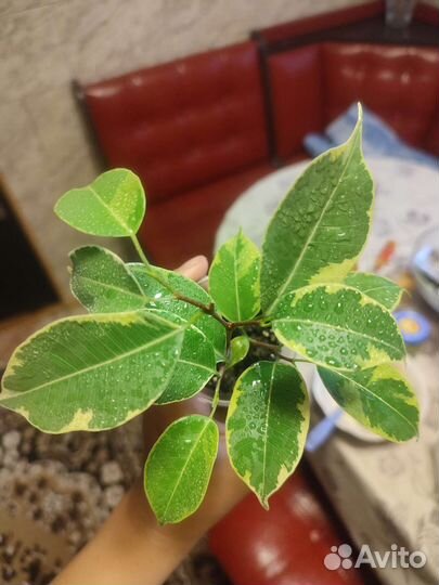 Вариегатный фикус бенджамина Бафт 2 черенка