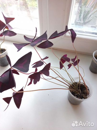 Кислица оксалис фиолетовая и зеленая