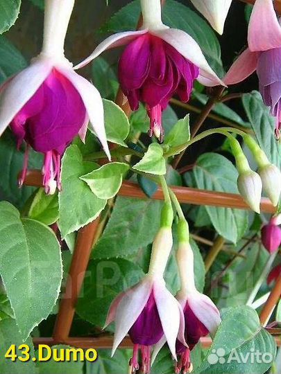 Фуксии сортовые 1