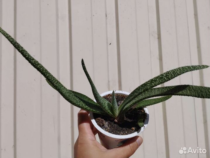 Декоративно-лиственные и суккулентные растения