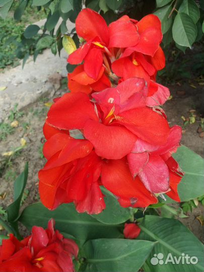 Клубни Канны