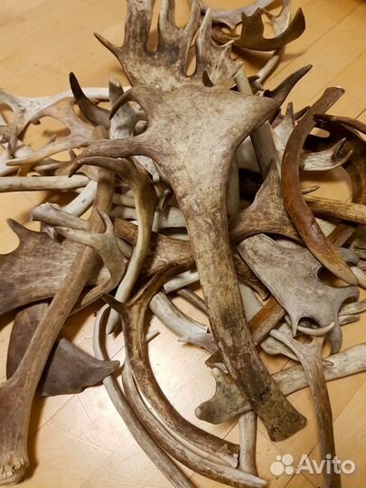 Рога лося в Пермском кр-е