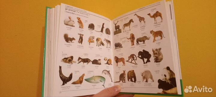 Итальянско-русский наглядный словарь