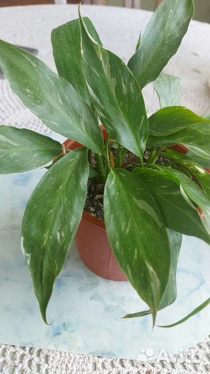 Спацифилум