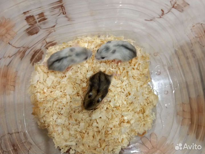 Джунгарский хомяк