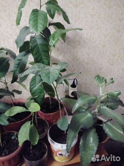 Лимонное дерево