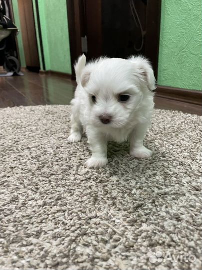 Мальтийская болонка мальчик