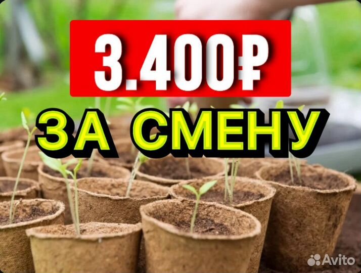 Разнорабочий в теплицу без опыта/Еженедельная опла