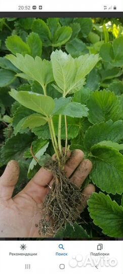 Рассада клубники