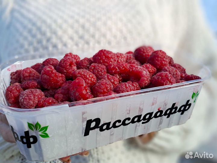 Саженцы малины. От 100 шт