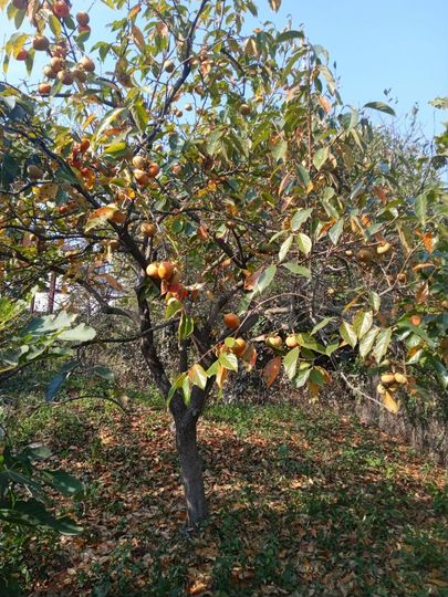 Дом 76 м² на участке 12 сот.