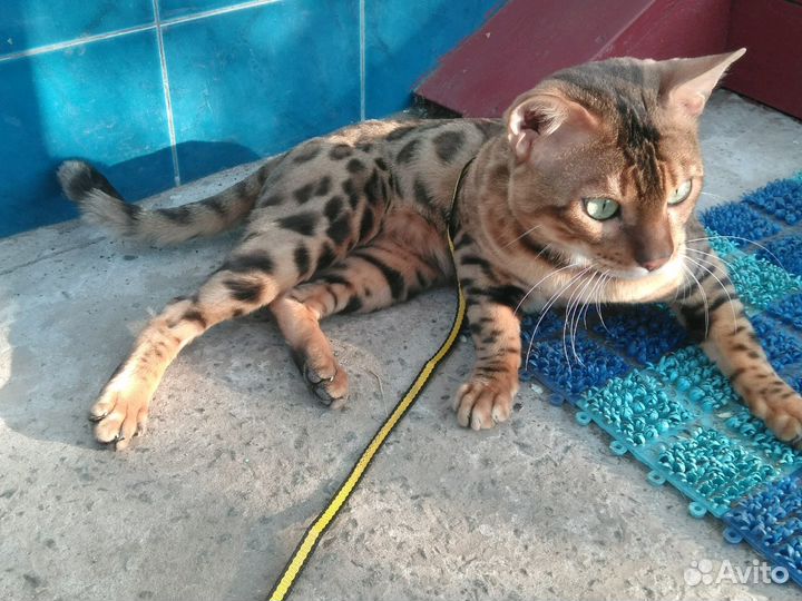 Бенгальская