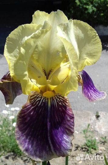 Ирисы сортовые