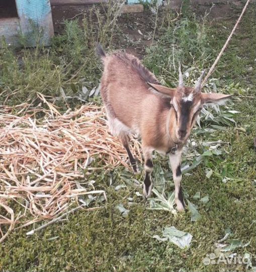 Продам козу