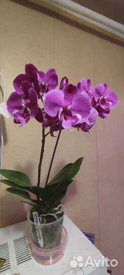 Орхидея фаленопсис биг лип