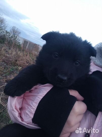 Немецкая овчарка