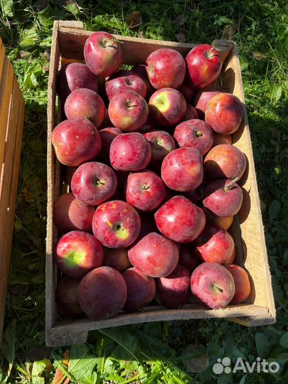 Яблоки оптом Энтерпрайз