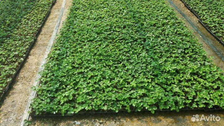 Рассада клубники. фриго 2024 г. опт/розница