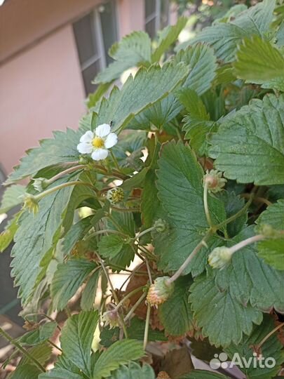 Земляника в кашпо