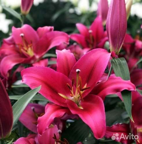 Лилии луковицы