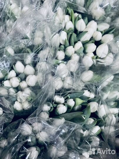 Тюльпаны к 8 марта, тюльпаны, букет тюльпанов