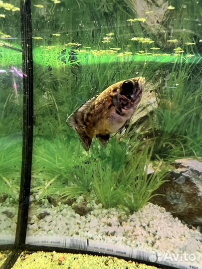 Астранотус