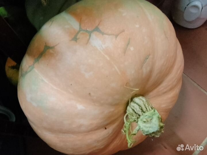 Семена перцев, баклажан, помидор,кабачков,тыкв