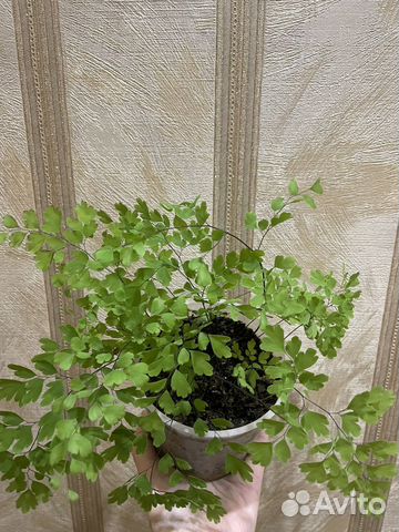 Папоротник адиантум