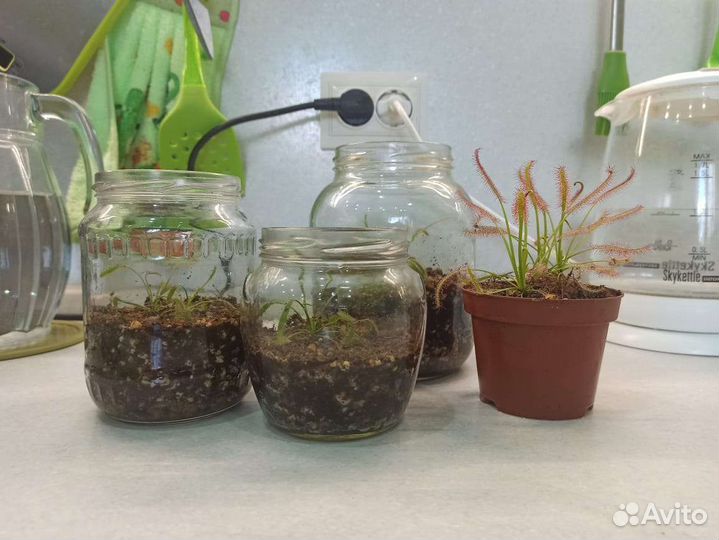 Росянка Капская