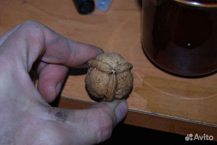 Трёх дольный грецкий орех