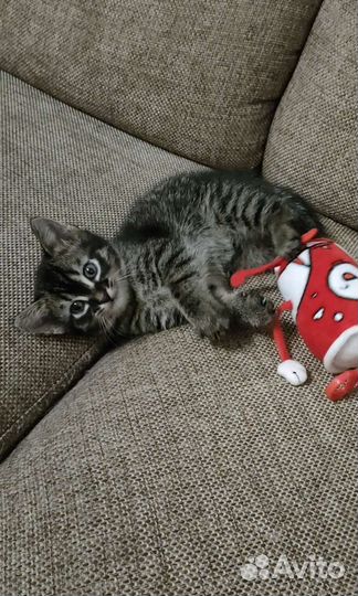 Отдам бесплатно