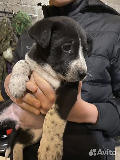 Отдам даром щенков