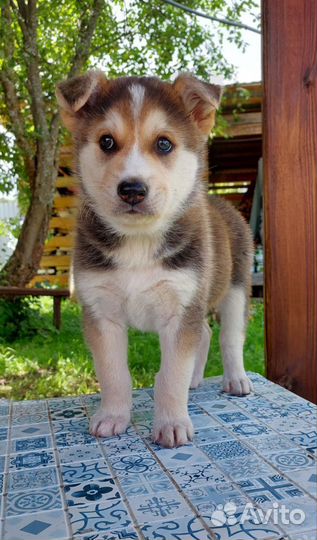 Отдаем щенков в добрые руки, 1,5 мес