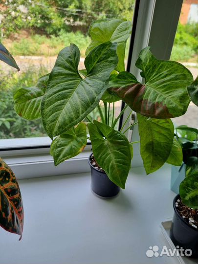 Комнатные цветы