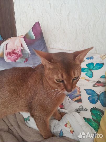 Абиссинский кот