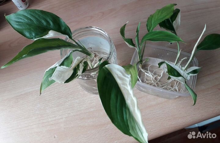 Спатифиллум Пикассо