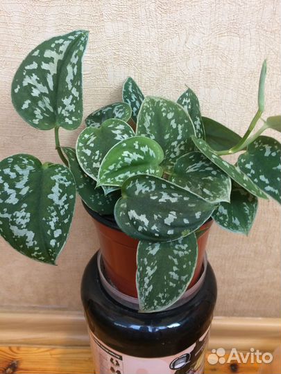 Комнатные растения цветы