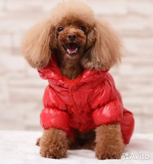 Одежда для собак