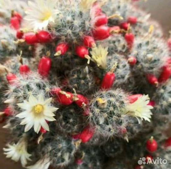 Маммиллярия Профилера