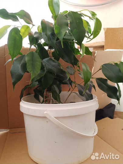 Фикус бенджамина