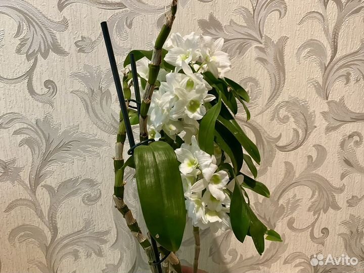 Дендробиум Аполлон