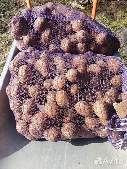 Продам картофель семенной