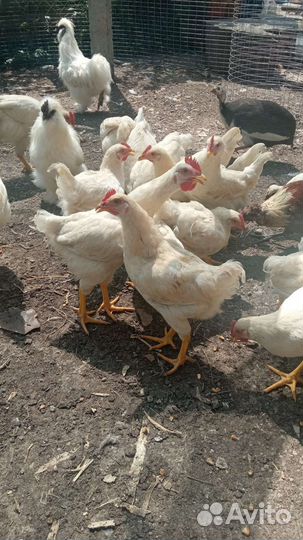 Цыплята подрощенные 3.5месяца