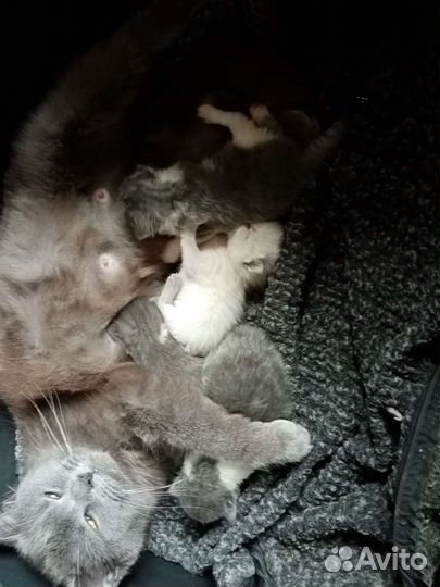 Котята в дар бесплатно Разные