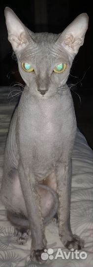 Донской сфинкс котята велюр