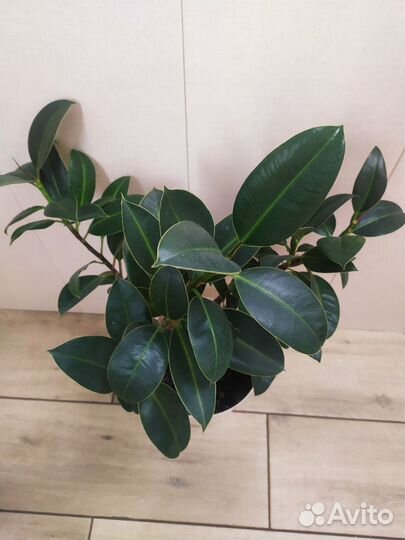 Фикус каучуконосный большой