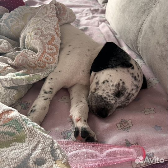 Щеночки далматина