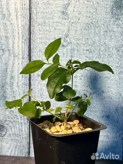 Лигуструм китайский. Комнатная бирючина