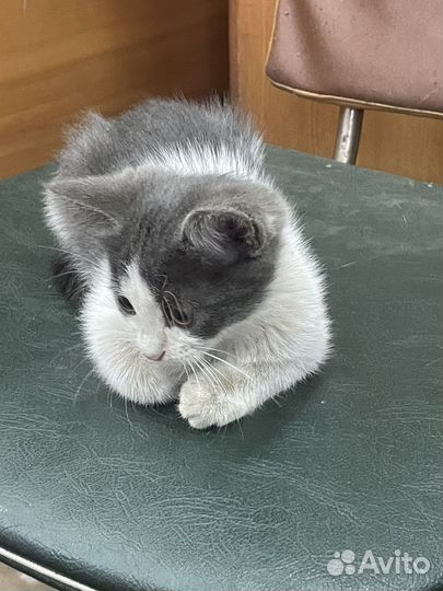 Котята отдам в добрые руки